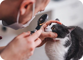 Profesional de EyeClinic realizando revisión a gato