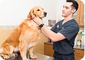 Cirujana veterinaria realizando una operación con atención y precisión en un quirófano de Doggie's