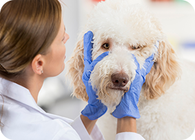 Veterinaria examinando cuidadosamente a una mascota canina durante una consulta