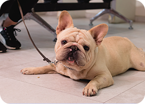 Cirujana veterinaria realizando una operación con atención y precisión en un quirófano de Doggie's